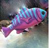 Picture of Tropical Fish - 3D 