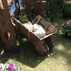 Picture of Wheelbarrow- Rustic Wooden