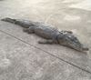 Picture of Crocodile- latex