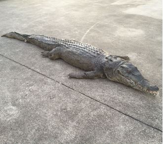 Picture of Crocodile- latex