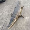 Picture of Crocodile- latex
