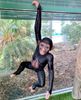 Picture of Chimpanzee