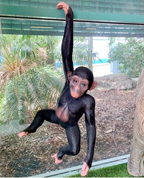 Picture of Chimpanzee