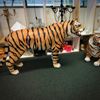 Picture of Tiger Statue standing