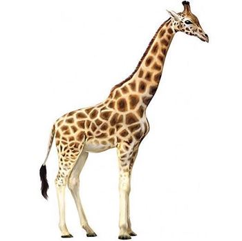 Picture of Giraffe  