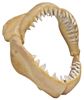 Picture of  Shark Jaws Replica  1.2mW x 1.1mH