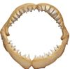 Picture of  Shark Jaws Replica  1.2mW x 1.1mH