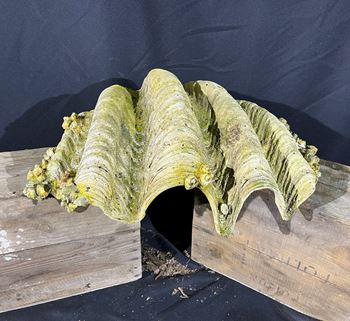 Picture of  Clam Shell - Artificial 