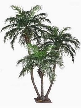 Picture of Palm Tree  cluster
