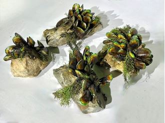 Picture of Mussels on Rocks