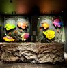 Picture of Tropical Fish - 3D 