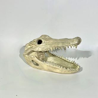 Picture of Crocodile Skull