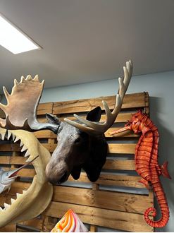 Picture of Wall-Mounted Moose Head (Fibreglass)